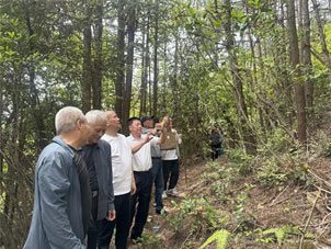 齐育华等一行赴云和调研 慈善生态茶园项目基地